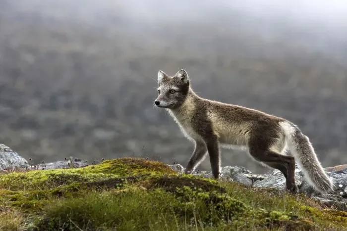 Framed Print : Arctic fox in summer coat, Arctic fox