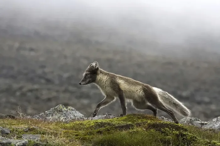 Framed Print : Arctic fox in summer coat, Arctic fox