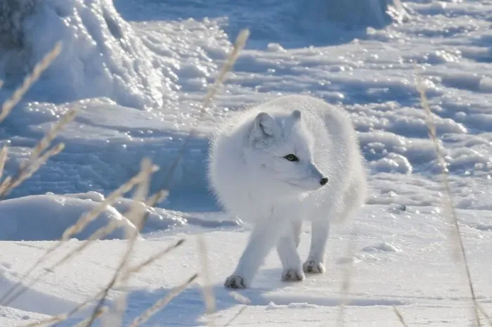 Framed Print : Arctic Fox (Vulpes lagopus)