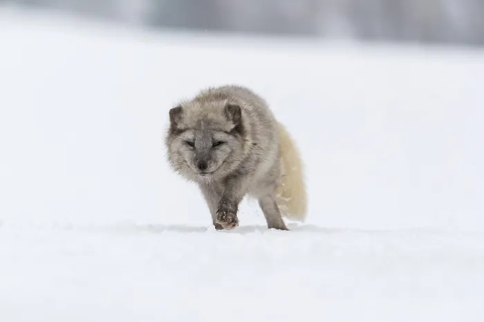 Framed Print : One arctic fox (Vulpes lagopus)