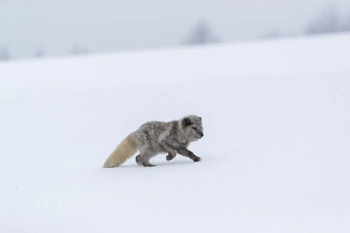 Framed Print : One arctic fox (Vulpes lagopus)