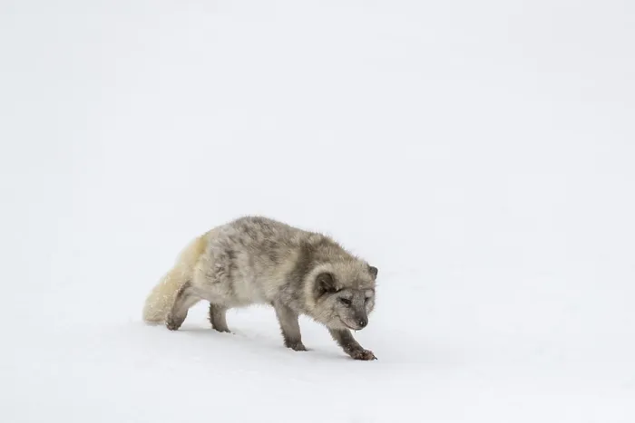 Framed Print : One arctic fox (Vulpes lagopus) Framed Print : One arctic fox (Vulpes lagopus)