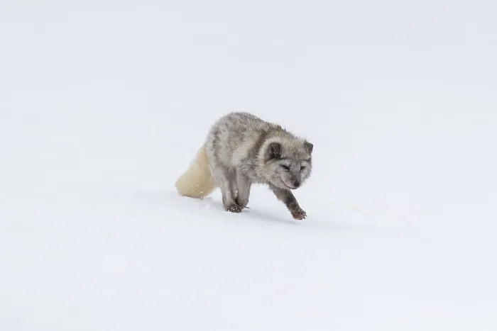 Framed Print : One arctic fox (Vulpes lagopus) Framed Print : One arctic fox (Vulpes lagopus)