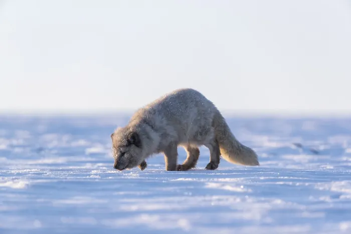 Framed Print : One arctic fox (Vulpes lagopus)