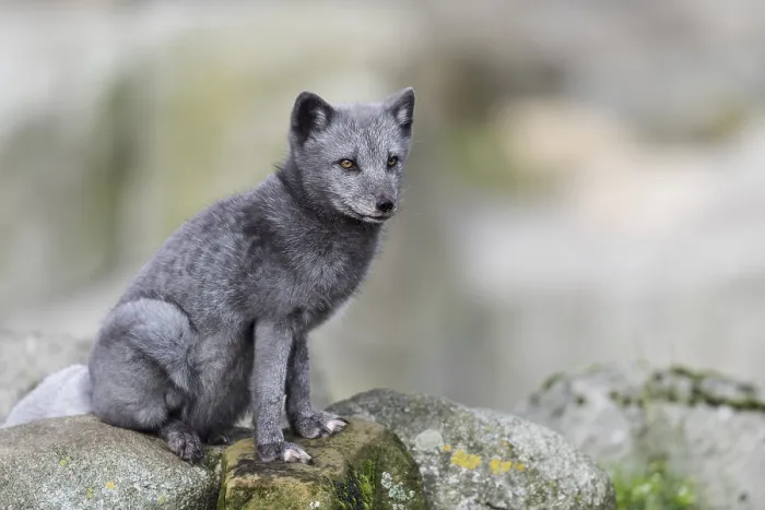 Framed Print : Arctic fox (Vulpes lagopus)