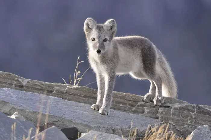Framed Print : Arctic fox (Vulpes lagopus, Alopex lagopus)