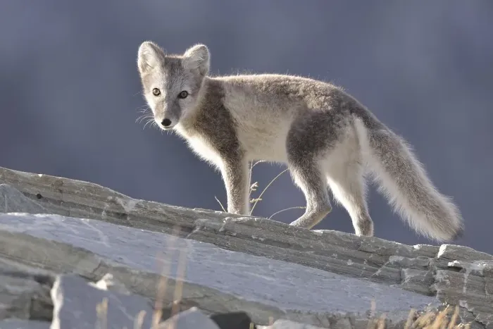 Framed Print : Arctic fox (Vulpes lagopus, Alopex lagopus)