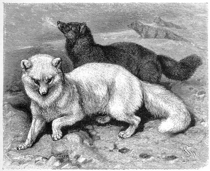 Framed Print : Arctic fox (Vulpes lagopus) (Alopex lagopus)