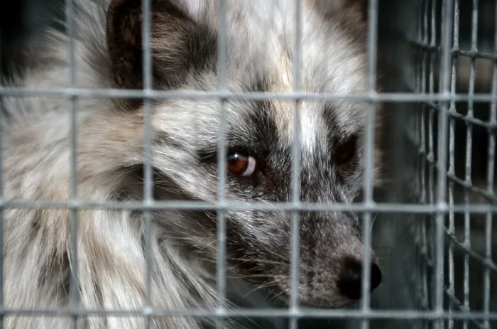 Framed Print : Arctic Fox (Vulpes lagopus) (Alopex lagopus) in cage