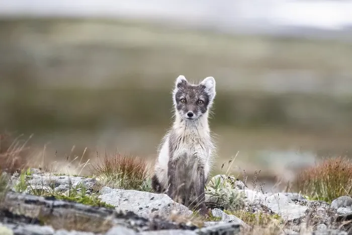 Framed Print : Arctic fox (Vulpes lagopus), Dovrefjell-Sunndalsfjella National Park