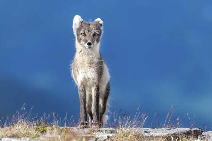 Framed Print : Arctic fox (Vulpes lagopus), Dovrefjell-Sunndalsfjella National Park