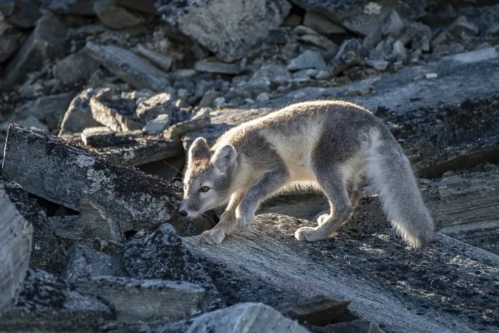 Framed Print : Arctic fox (Vulpes lagopus), Dovrefjell-Sunndalsfjella National Park
