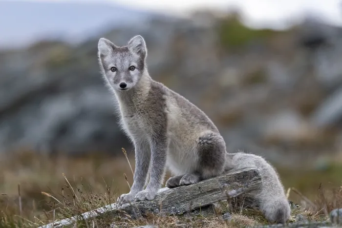 Framed Print : Arctic fox (Vulpes lagopus), Dovrefjell-Sunndalsfjella National Park