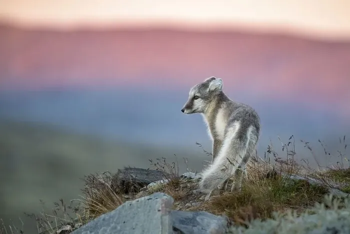 Framed Print : Arctic fox (Vulpes lagopus) in the evening