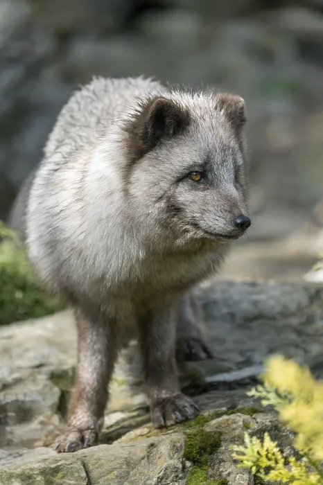 Framed Print : Arctic fox (Vulpes lagopus) or ice fox standing on a rock Framed Print : Arctic fox (Vulpes lagopus) or ice fox standing on a rock