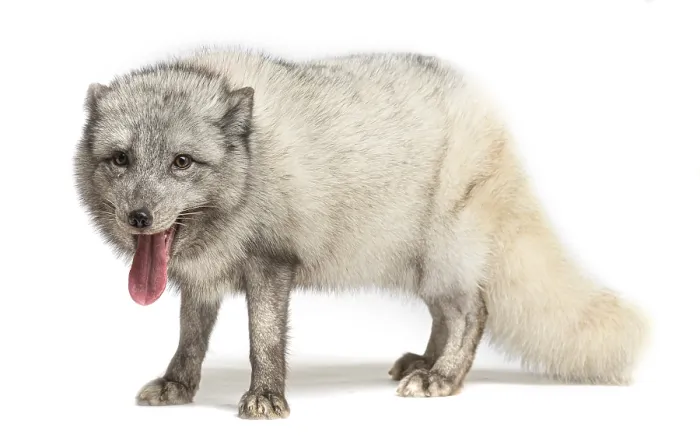 Framed Print : Arctic fox, Vulpes lagopus, isolated on white Framed Print : Arctic fox, Vulpes lagopus, isolated on white