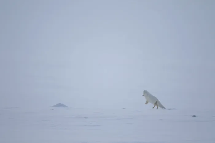 Framed Print : Arctic fox, Vulpes lagopus, jumping on the snow in arctic Svalbard Framed Print : Arctic fox, Vulpes lagopus, jumping on the snow in arctic Svalbard
