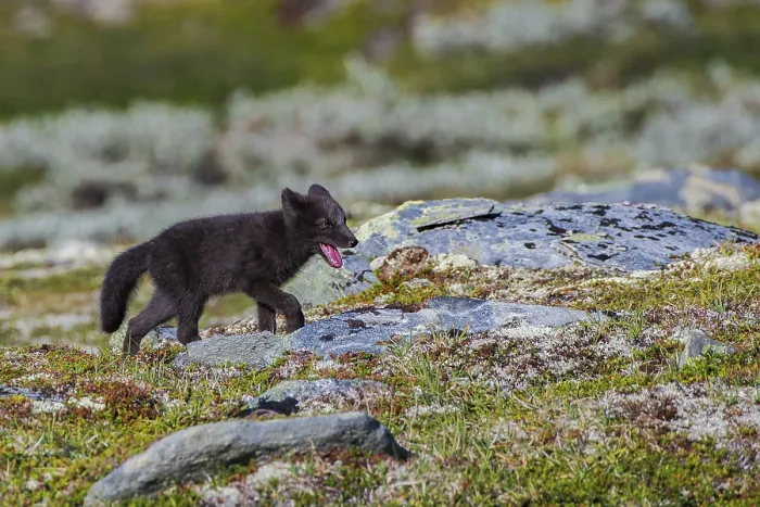 Framed Print : Arctic fox (Vulpes lagopus), juvenile on Fjell Framed Print : Arctic fox (Vulpes lagopus), juvenile on Fjell