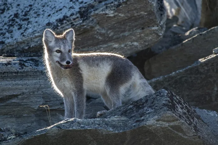 Framed Print : Arctic fox (Vulpes lagopus) with meat in its mouth