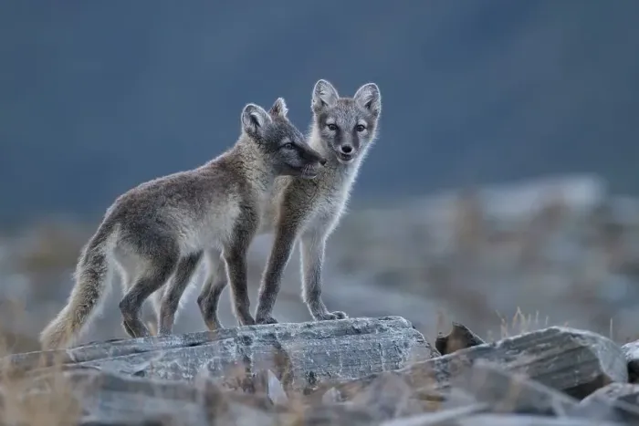 Framed Print : Arctic fox (Vulpes lagopus) puppies in the Fell