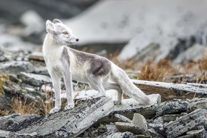 Framed Print : Arctic fox (Vulpes lagopus), amongst rocks