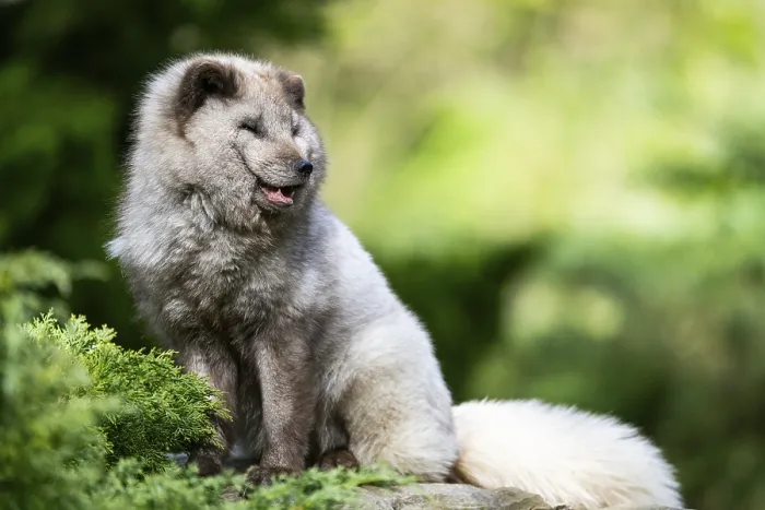 Framed Print : Arctic fox (Vulpes lagopus) sitting on a rock Framed Print : Arctic fox (Vulpes lagopus) sitting on a rock
