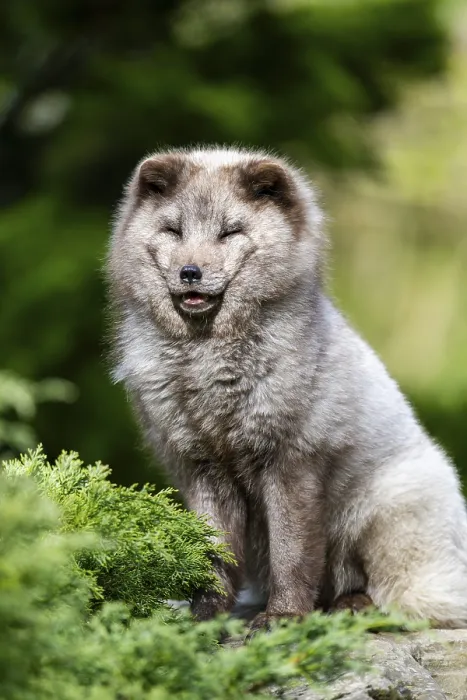 Framed Print : Arctic fox (Vulpes lagopus) sitting on a rock