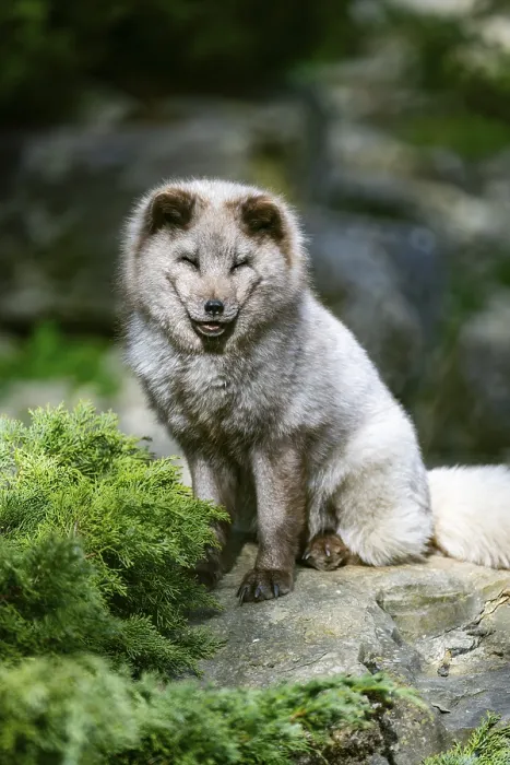 Framed Print : Arctic fox (Vulpes lagopus) sitting on a rock Framed Print : Arctic fox (Vulpes lagopus) sitting on a rock