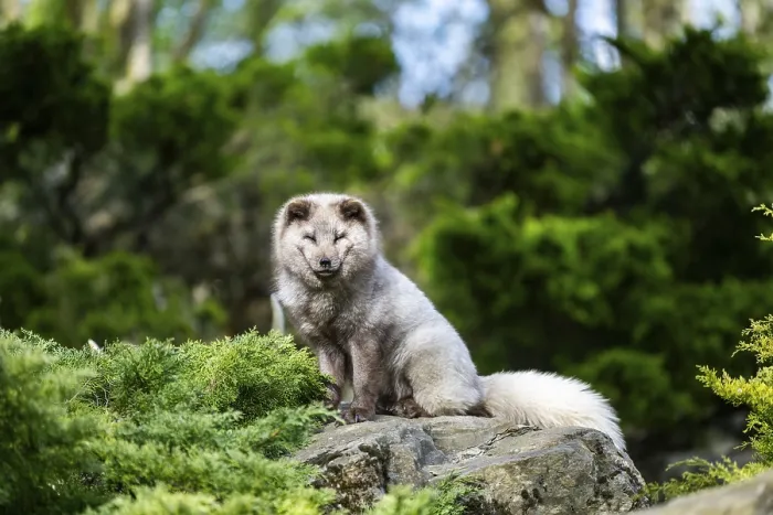 Framed Print : Arctic fox (Vulpes lagopus) sitting on a rock