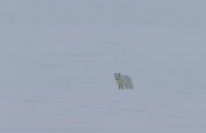 Framed Print : Arctic fox, Vulpes lagopus, on the snow in arctic Svalbard