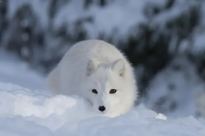 Framed Print : Arctic fox (Vulpes lagopus syn)