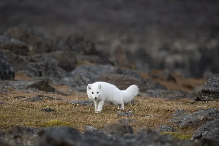 Framed Print : Arctic fox (Vulpes lagopus) in winter coat