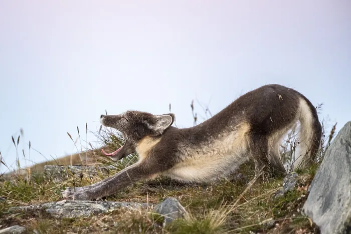 Framed Print : Arctic fox (Vulpes lagopus) yawning