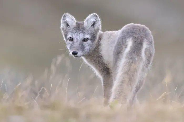 Framed Print : Arctic fox (Vulpes lagopus), young