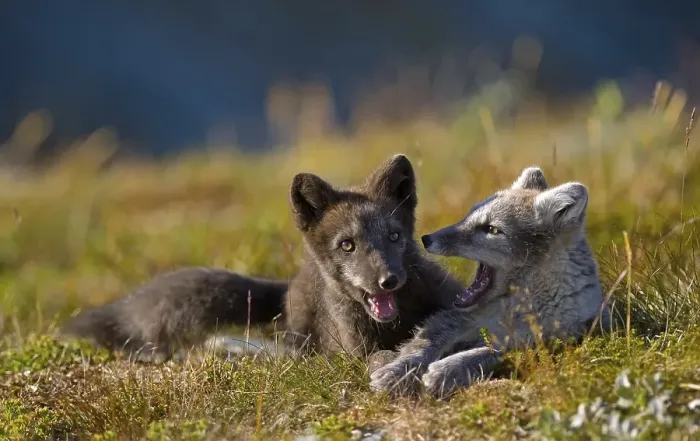 Framed Print : Arctic foxes (alopex lagopus), young animals at play Framed Print : Arctic foxes (alopex lagopus), young animals at play