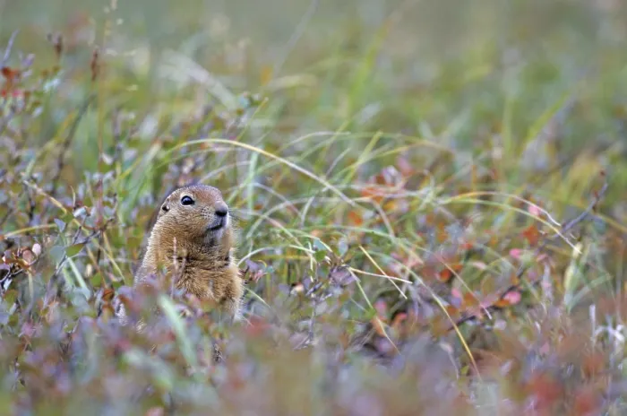 Framed Print : Arctic ground squirrel (Spermophilus parryii) curiously watching the photographer (Arctic Ground Squirrel) Framed Print : Arctic ground squirrel (Spermophilus parryii) curiously watching the photographer (Arctic Ground Squirrel)