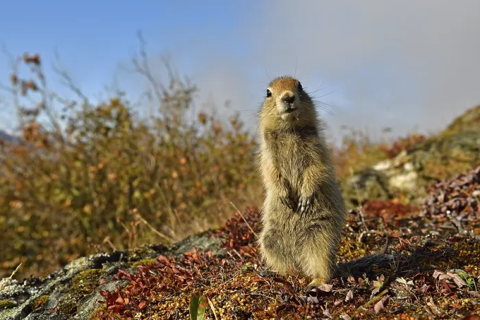 Framed Print : Arctic ground squirrel (Spermophilus parryii) Framed Print : Arctic ground squirrel (Spermophilus parryii)