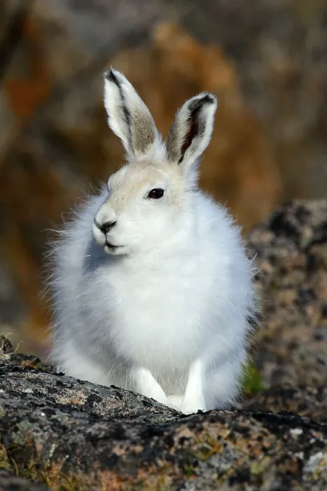 Framed Print : Arctic Hare (Lepus arcticus), Ellesmere Island Framed Print : Arctic Hare (Lepus arcticus), Ellesmere Island