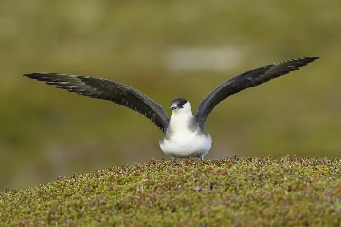 Framed Print : Arctic skua (Stercorarius parasiticus) Framed Print : Arctic skua (Stercorarius parasiticus)