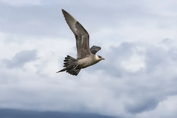 Framed Print : Arctic Skua (Stercorarius parasiticus)