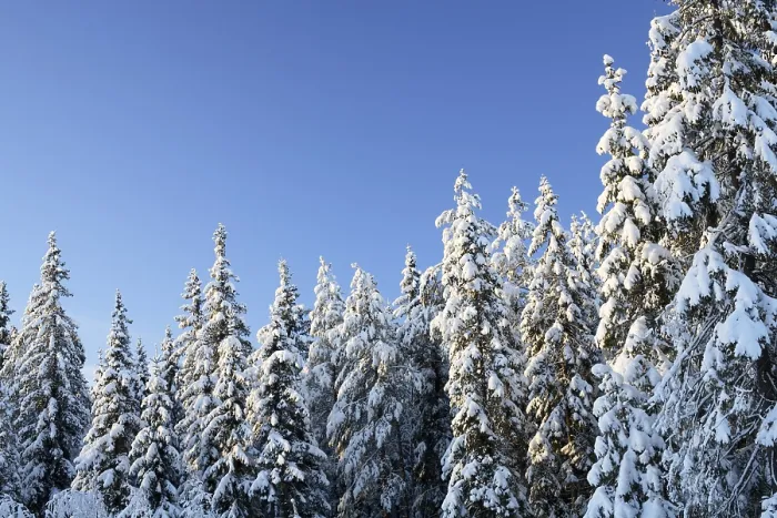 Framed Print : Arctic snowy spruce forest in winter
