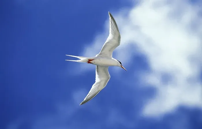 Framed Print : Arctic tern (sterna paradisaea)