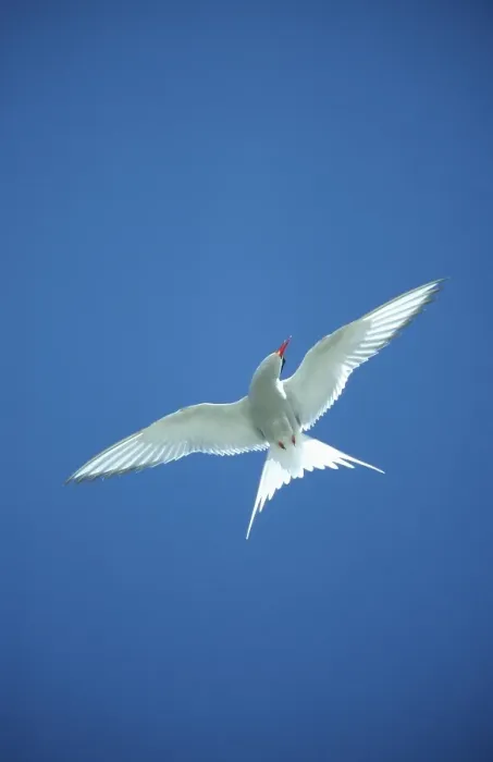 Framed Print : Arctic tern (Sterna paradisaea)