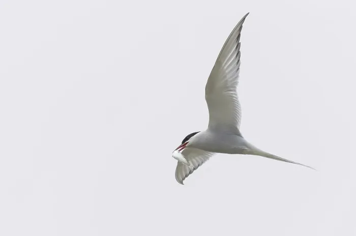 Framed Print : Arctic tern (Sterna paradisaea) Framed Print : Arctic tern (Sterna paradisaea)