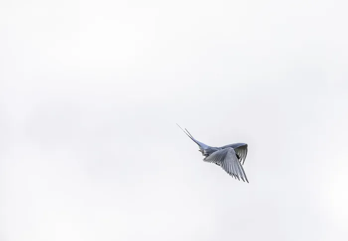 Framed Print : Arctic tern, Sterna Paradisaea