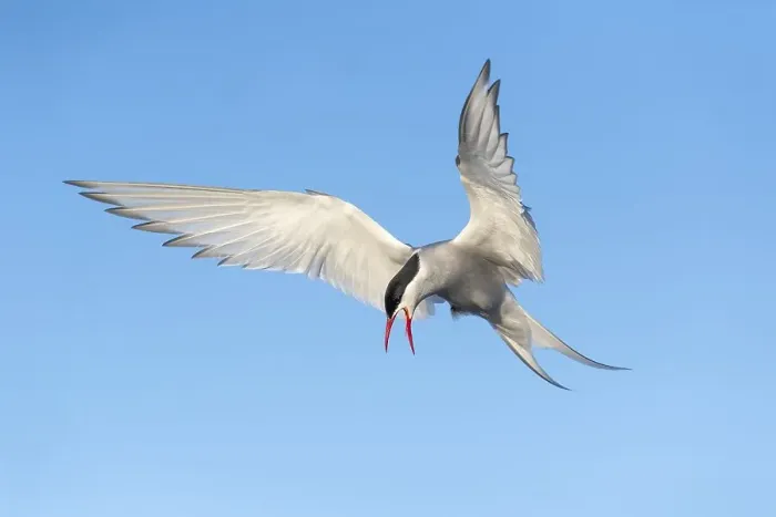 Framed Print : Arctic tern (Sterna paradisaea) on approach
