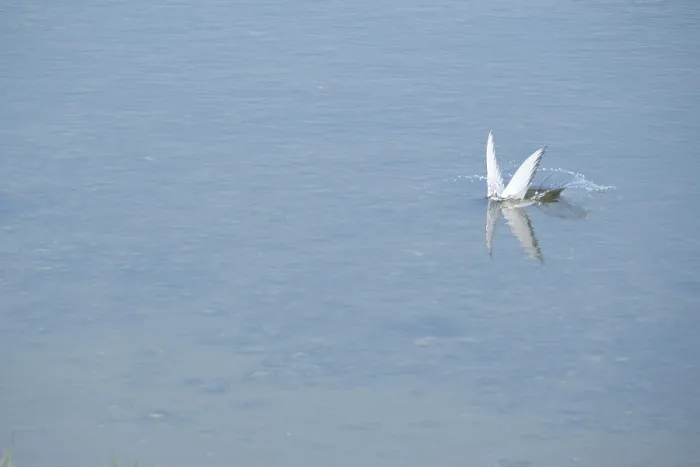 Framed Print : Arctic tern (Sterna paradisaea) diving for a fish