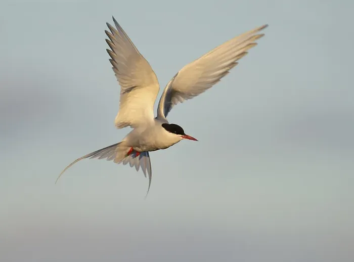 Framed Print : Arctic Tern (Sterna paradisaea) in flight