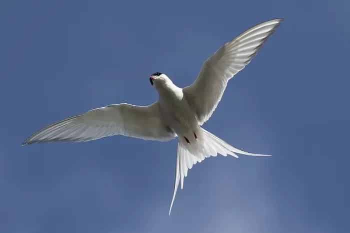 Framed Print : Arctic tern (Sterna paradisaea) in flight Framed Print : Arctic tern (Sterna paradisaea) in flight