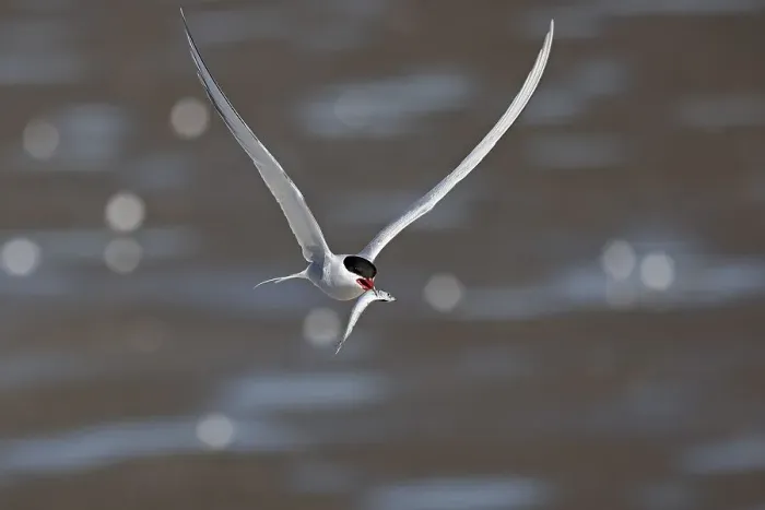 Framed Print : Arctic tern (Sterna paradisaea) in flight with fish in its beak